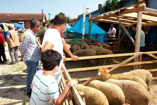 Pazaryeri'nde küçükbaş kurbanlıklar elde kaldı