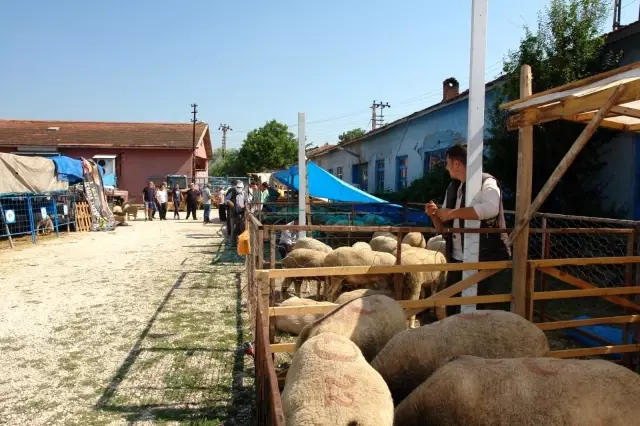 Pazaryeri'nde küçükbaş kurbanlıklar elde kaldı