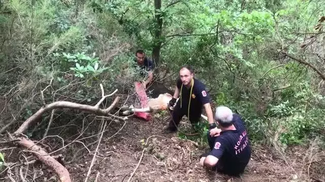 Sahibinin elinden kaçarak uçuruma yuvarlanan büyükbaş hayvan düştüğü alanda kesildi