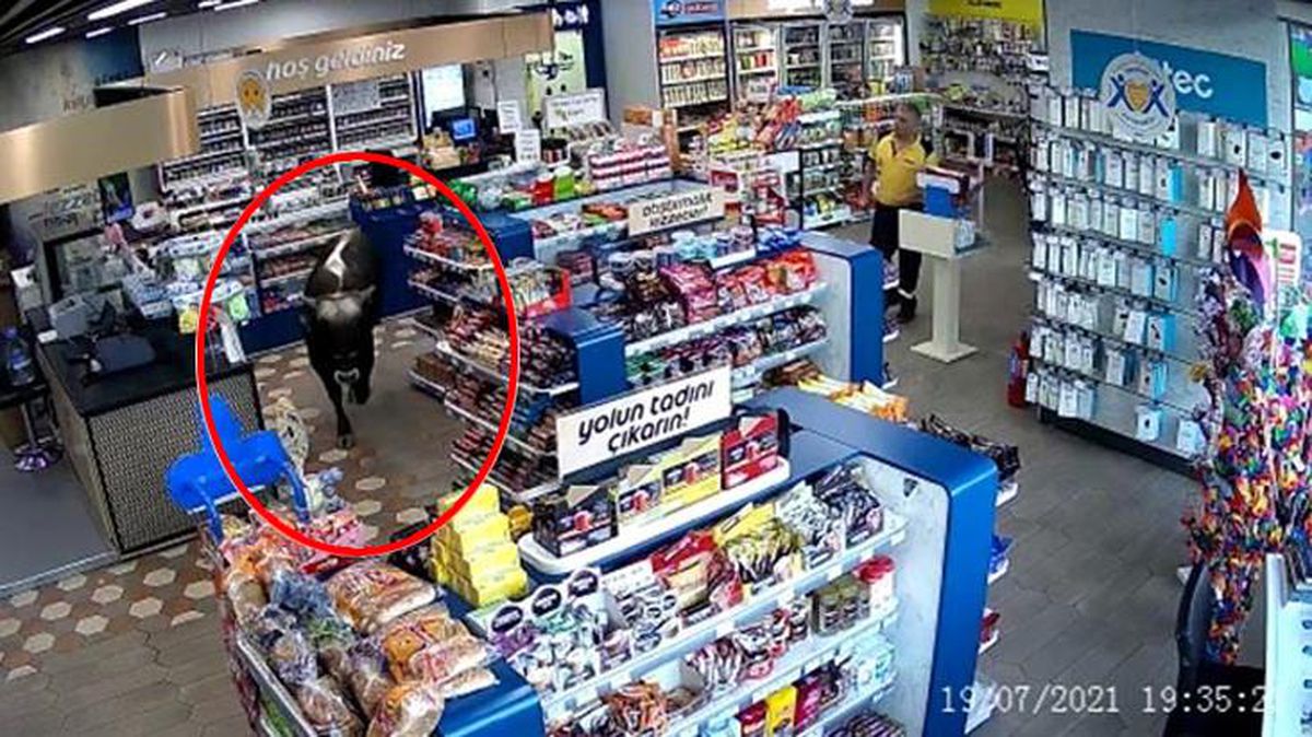 Sahibinin elinden kurtulan dana markete daldı! O anlar güvenlik kamerasında