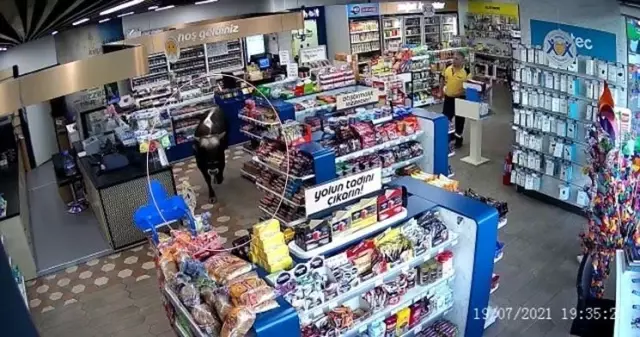 Sahibinin elinden kurtulan dana markete daldı Sahibinin elinden kurtulan dana markete daldı