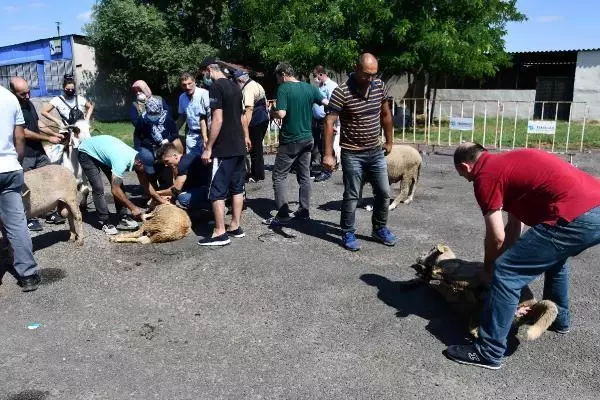 Salgın tedbiri için pazarda değil mezbahada kesime izin verildi