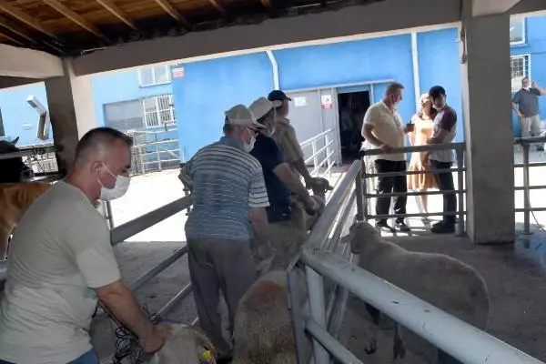Salgın tedbiri için pazarda değil mezbahada kesime izin verildi