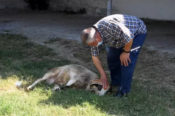 Salgın tedbiri için pazarda değil mezbahada kesime izin verildi