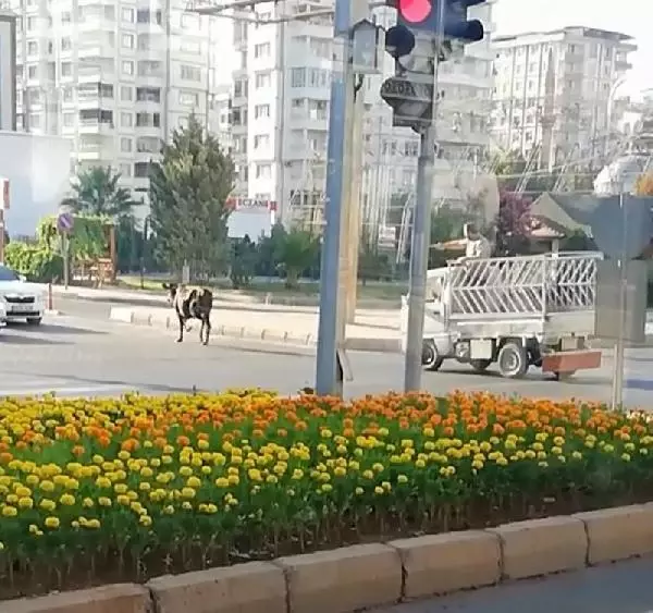 ŞANLIURFA'DA KAÇAN 2 BOĞA, UYUŞTURUCU İĞNEYLE YAKALANDI