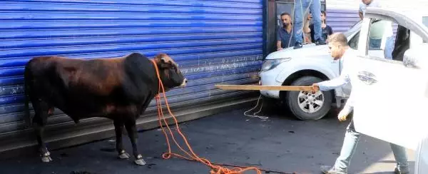 ŞANLIURFA'DA KAÇAN 2 BOĞA, UYUŞTURUCU İĞNEYLE YAKALANDI