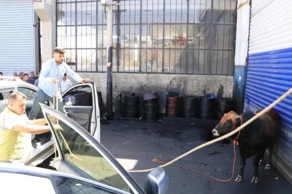 ŞANLIURFA'DA KAÇAN 2 BOĞA, UYUŞTURUCU İĞNEYLE YAKALANDI
