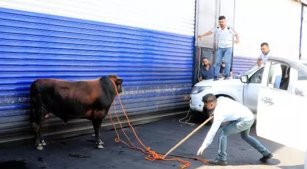 ŞANLIURFA'DA KAÇAN 2 BOĞA, UYUŞTURUCU İĞNEYLE YAKALANDI