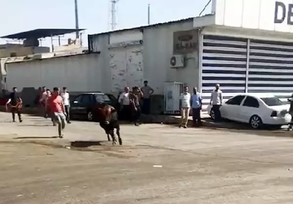 ŞANLIURFA'DA KAÇAN 2 BOĞA, UYUŞTURUCU İĞNEYLE YAKALANDI