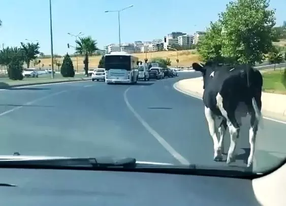 Şanlıurfa'da kaçan boğalar sahibine zor anlar yaşattı Şanlıurfa'da kaçan boğalar sahibine zor anlar yaşattı