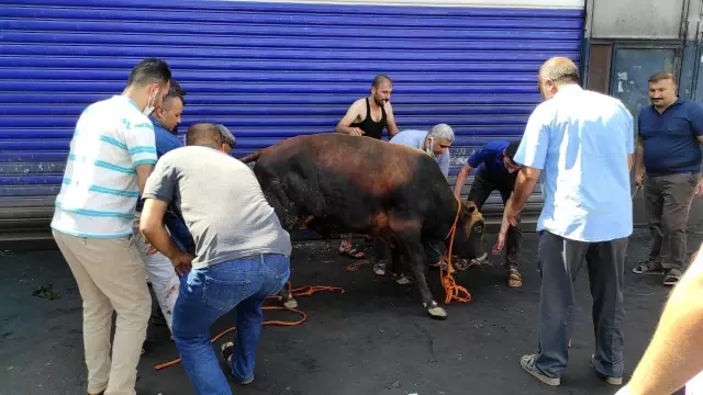 Şanlıurfa'da kaçan boğalar sahibine zor anlar yaşattı