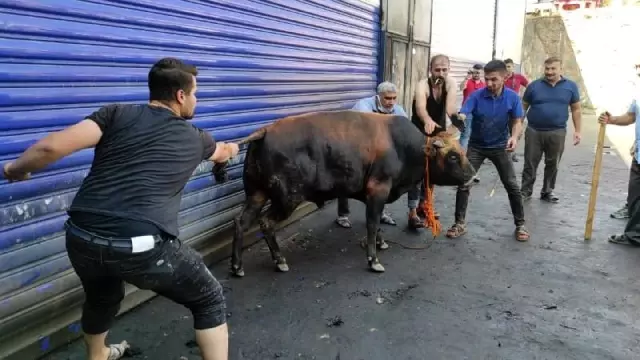 Şanlıurfa'da kaçan boğalar sahibine zor anlar yaşattı