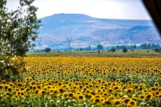 Sarısı gün ışığıyla buluşan ayçiçeği tarlaları görenleri büyülüyor