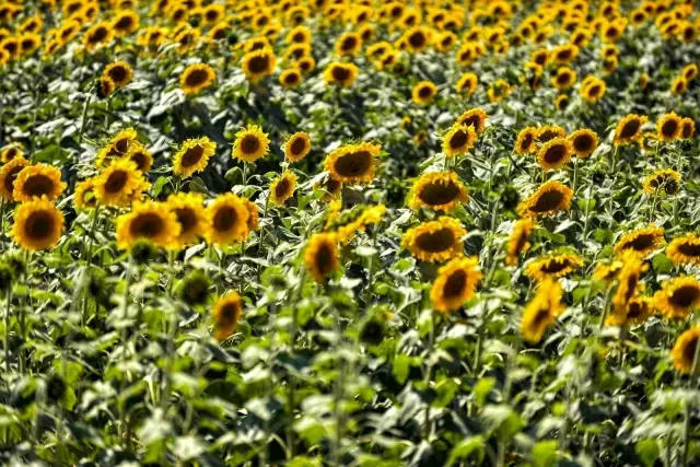 Sarısı gün ışığıyla buluşan ayçiçeği tarlaları görenleri büyülüyor