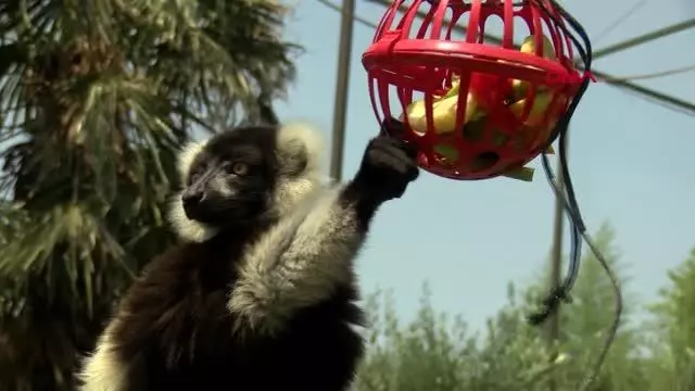 sicaktan bunalan hayvanlar buzlu meyvelerle 3 14279535 o