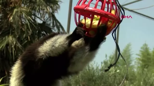 sicaktan bunalan hayvanlar buzlu meyvelerle 4 14279535 o