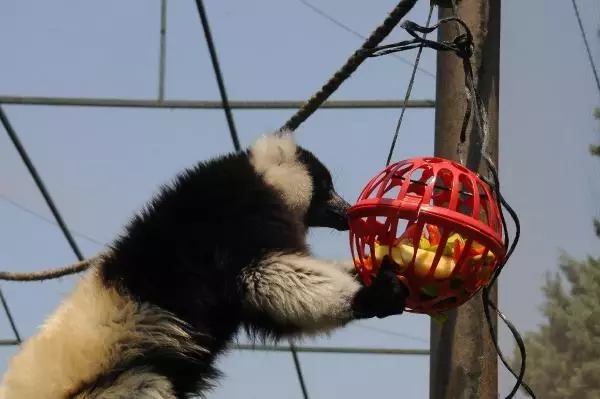 sicaktan bunalan hayvanlara buzlu meyvelerle 14279535 o