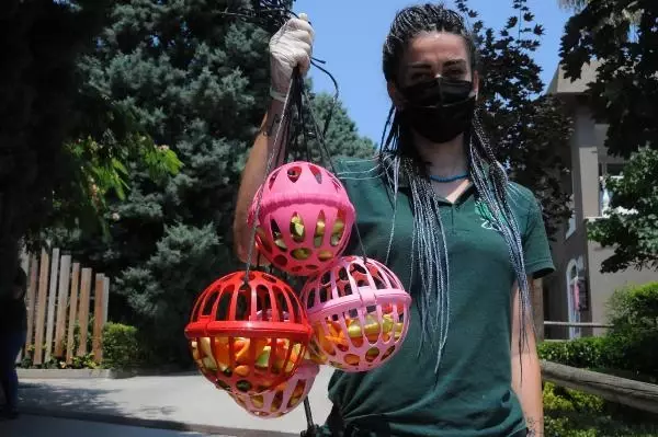 sicaktan bunalan hayvanlara buzlu meyvelerle 4 14279535 o