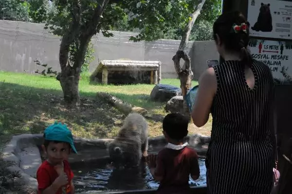 sicaktan bunalan hayvanlara buzlu meyvelerle 5 14279535 o