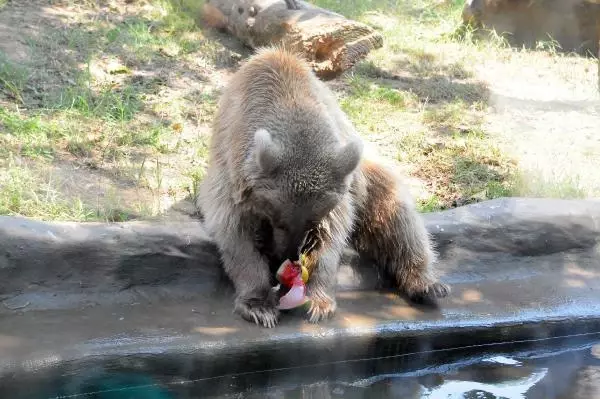 sicaktan bunalan hayvanlara buzlu meyvelerle 7 14279535 o