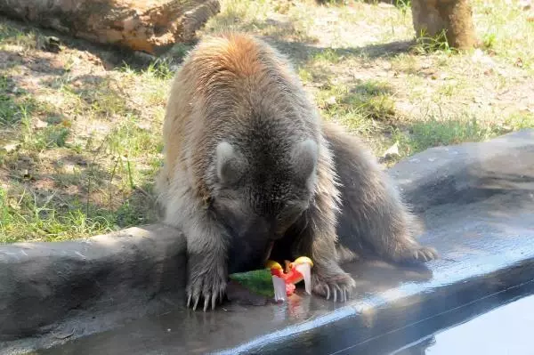 sicaktan bunalan hayvanlara buzlu meyvelerle 8 14279535 o