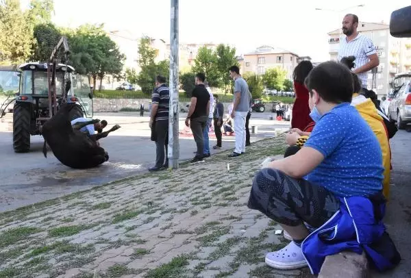Sivas'ta acemi kasaplar, kendilerini yaraladı Sivas'ta acemi kasaplar, kendilerini yaraladı