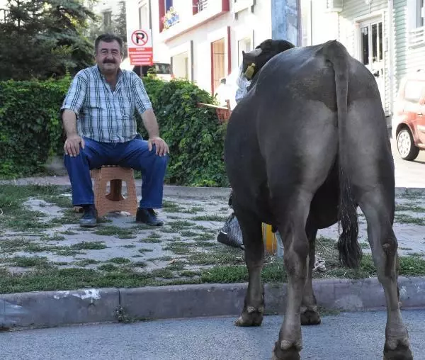 Sivas'ta acemi kasaplar, kendilerini yaraladı