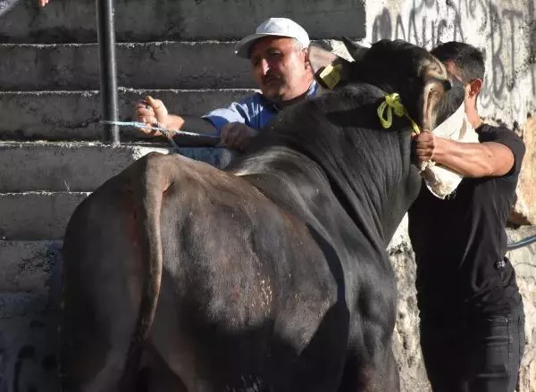 Sivas'ta acemi kasaplar, kendilerini yaraladı