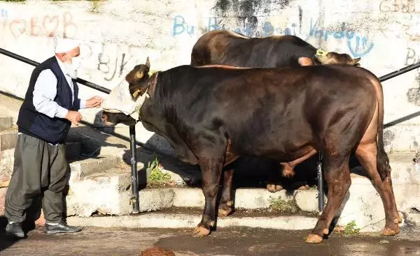 Sivas'ta acemi kasaplar, kendilerini yaraladı