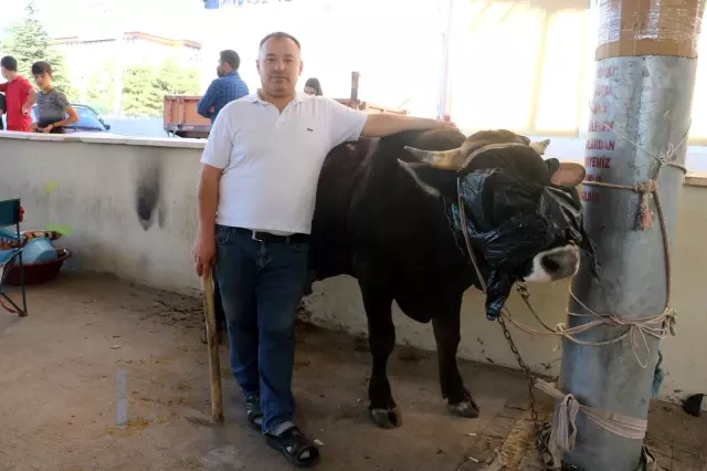 Sivas'ta kurban kesim heyecanı
