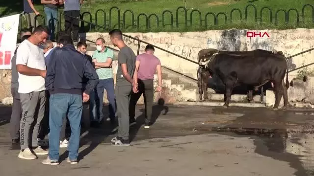 Sivas'ta acemi kasaplar, kendilerini yaraladı