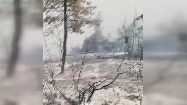 Soğutma çalışması süren ormanlık alandaki yangın yeniden alevlendi