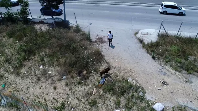Sultangazi'de kaçan kurbanlığı yakalama çabası drone ile görüntülendi Sultangazi'de kaçan kurbanlığı yakalama çabası drone ile görüntülendi