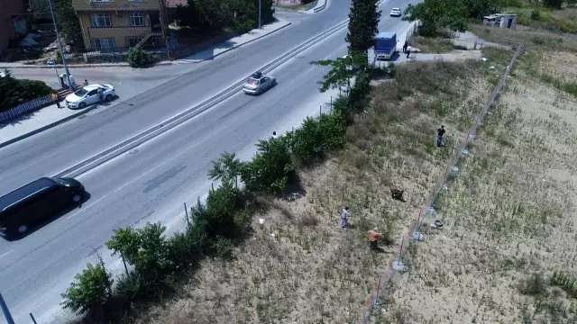 Sultangazi'de kaçan kurbanlığı yakalama çabası drone ile görüntülendi