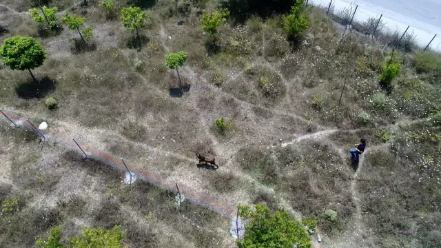 Sultangazi'de kaçan kurbanlığı yakalama çabası drone ile görüntülendi