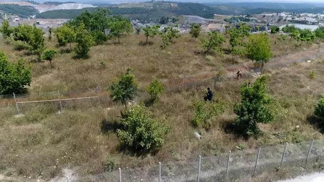 Sultangazi'de kaçan kurbanlığı yakalama çabası drone ile görüntülendi