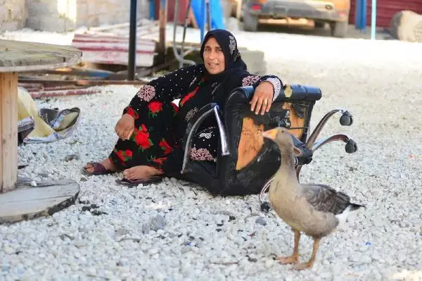 TARIMIN İSİMSİZ KAHRAMANLARI, ÇUKUROVA'NIN SARI SICAĞINDA ÇALIŞARAK BAYRAMI KARŞILADI