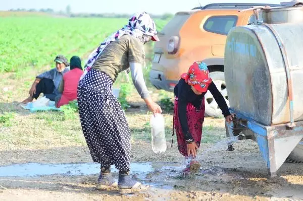 TARIMIN İSİMSİZ KAHRAMANLARI, ÇUKUROVA'NIN SARI SICAĞINDA ÇALIŞARAK BAYRAMI KARŞILADI