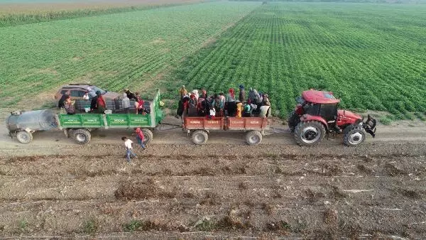 TARIMIN İSİMSİZ KAHRAMANLARI, ÇUKUROVA'NIN SARI SICAĞINDA ÇALIŞARAK BAYRAMI KARŞILADI
