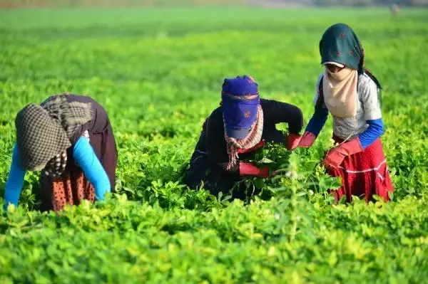 TARIMIN İSİMSİZ KAHRAMANLARI, ÇUKUROVA'NIN SARI SICAĞINDA ÇALIŞARAK BAYRAMI KARŞILADI