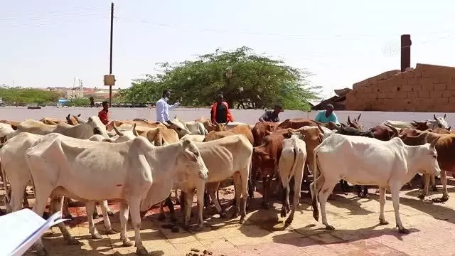 TDV tarafından Somaliland'da kesilen kurbanlar ihtiyaç sahiplerine ulaştırıldı TDV tarafından Somaliland'da kesilen kurbanlar ihtiyaç sahiplerine ulaştırıldı