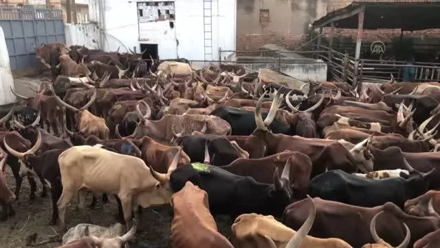 Türkiye'den bağışlanan kurbanlar Uganda'daki ihtiyaç sahiplerine ulaştırılmaya başladı