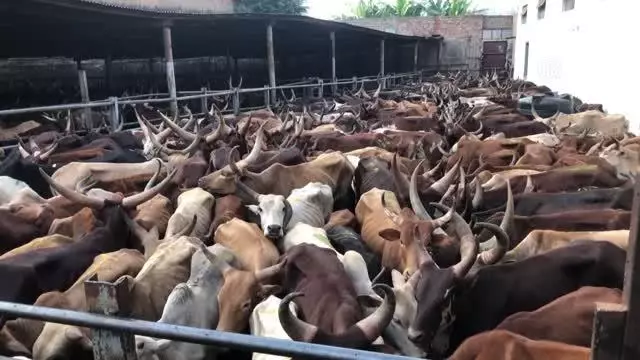 Türkiye'den bağışlanan kurbanlar Uganda'daki ihtiyaç sahiplerine ulaştırılmaya başladı