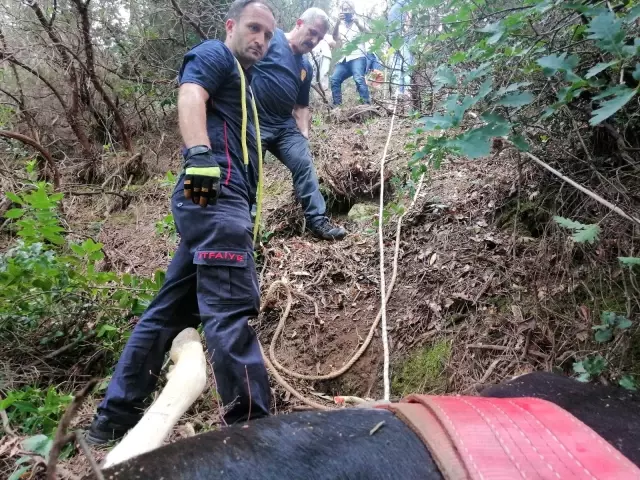 Uçuruma yuvarlanan büyükbaş hayvanı kurtaramayınca, çareyi kesmekte buldular
