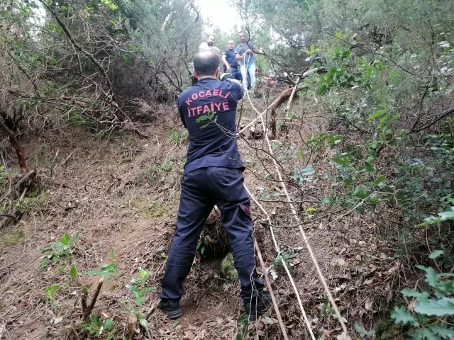 Uçuruma yuvarlanan büyükbaş hayvanı kurtaramayınca, çareyi kesmekte buldular