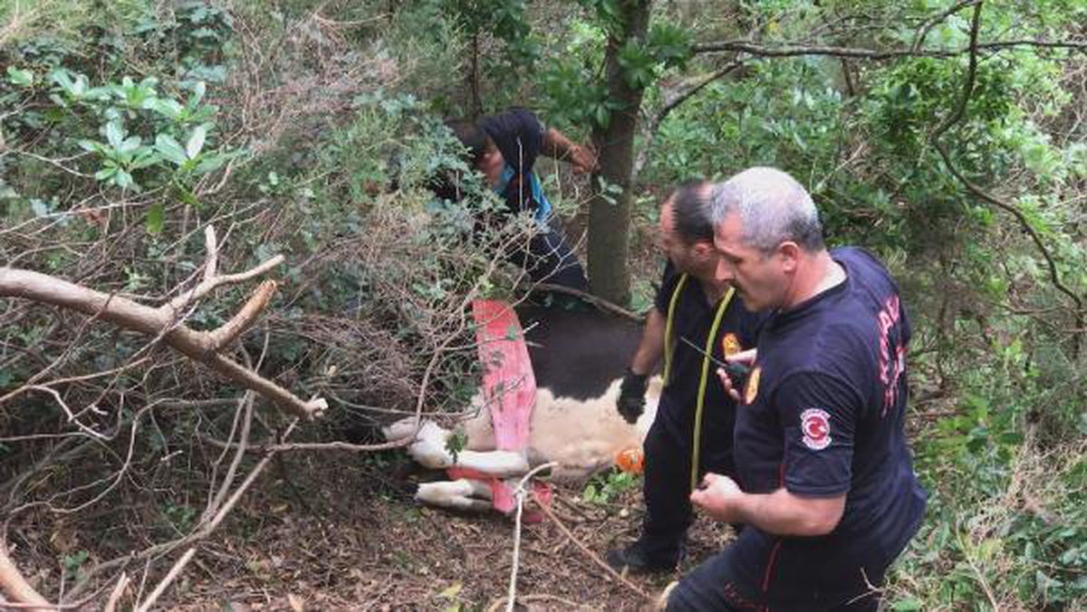 Sabah kaybettiği ineği, akşam 'Bir umut bulurum' diyerek gittiği ormanda kesti