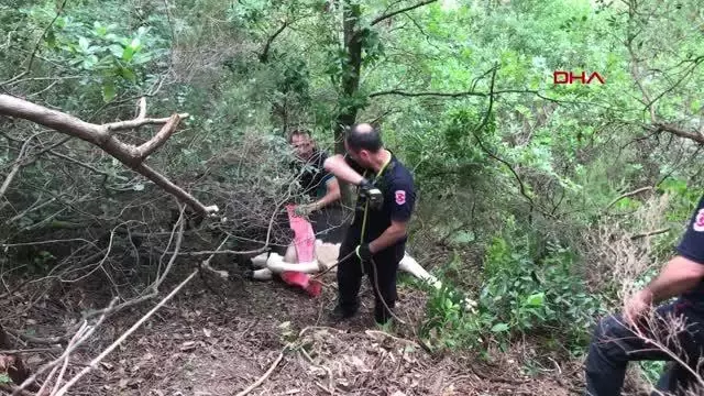 UÇURUMA YUVARLANAN KURBANLIK BÜYÜKBAŞ ÇIKARILAMAYINCA, OLDUĞU YERDE KESİLDİ