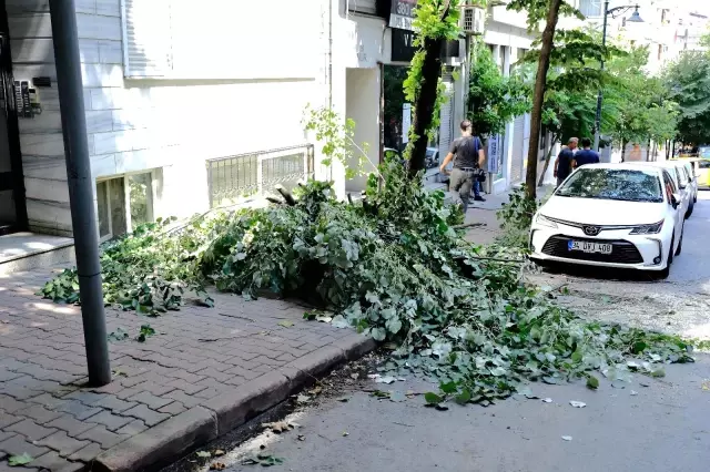 Ünlü oyuncunun lüks aracının üzerine ağaç devrildi