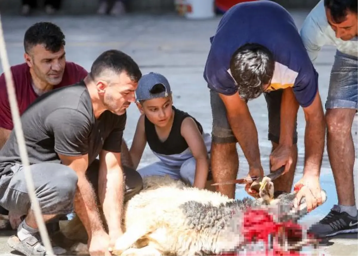 Son dakika haber! Yetişkinler kurban kesti, çocuklar izledi