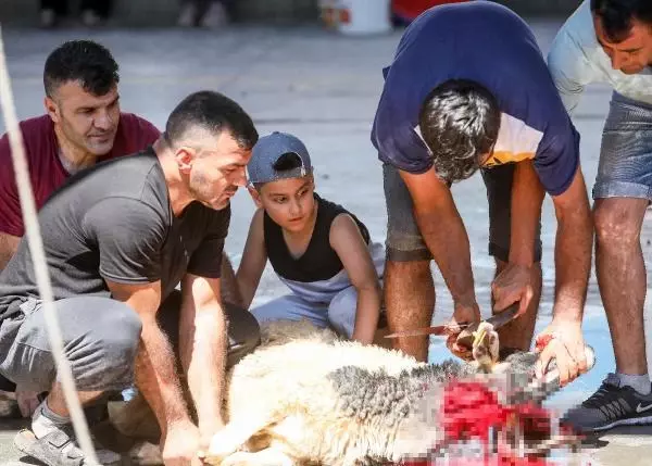 Son dakika haber! Yetişkinler kurban kesti, çocuklar izledi Son dakika haber! Yetişkinler kurban kesti, çocuklar izledi